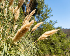 Graminea plant in the rio clarillo national park in santiago de chile with a green background on a sunny day.