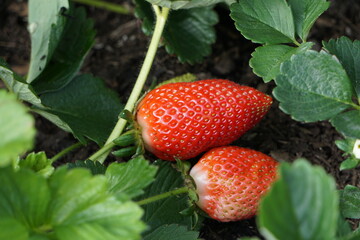 strawberries in a garden