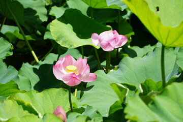pink lotus flower