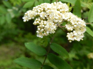 white flowers