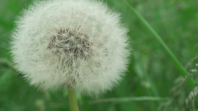 White dandalion teetering in the wind.
