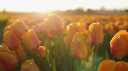 Close up of orange tulips with lens flare during golden hour