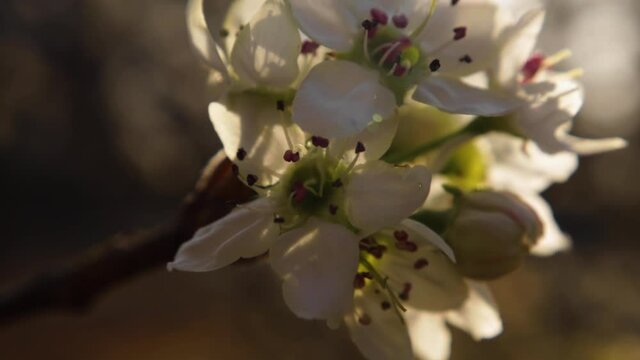 Blurry morning sunshine and zoom in to Dogwood flower tree background bokeh