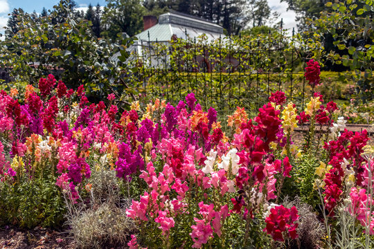 Colorful snapdragon blooms in the spring garden