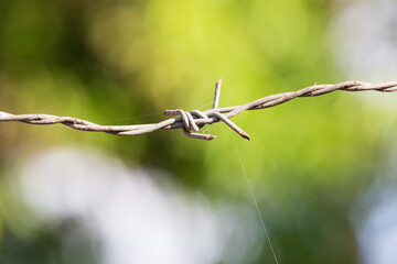 Close-up and shallow focus view of Barbed wire