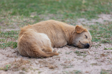 A dog sleeping on the ground
