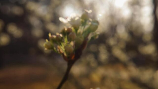 Blurry morning sunshine and pan of nature background bokeh dogwood flower