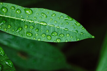 Background of green leaf with water drops on rainy season. Nature background. Selective focus. Rain season. Fresh nature.