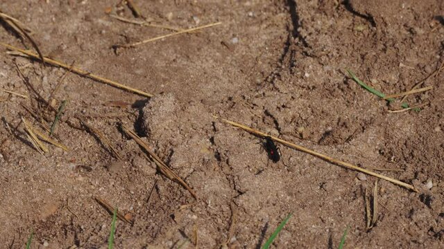 Tiny beetle bug with red abdomen walking on sandy soil ground - handheld high angle shot