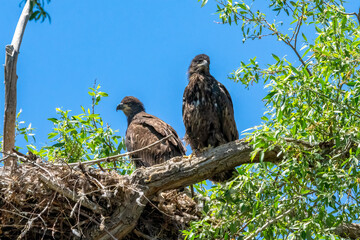 Bald eagle baby chick and mom