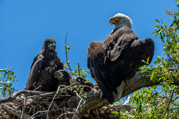 Bald eagle baby chick and mom