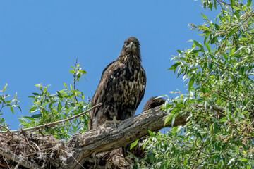 Bald eagle baby chick and mom