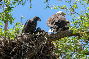 Bald eagle baby chick and mom