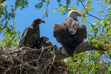 Bald eagle baby chick and mom