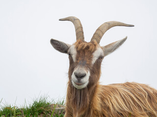 Female wild goat grazing in the meadows of the Italian Alps. Natural mountain environment