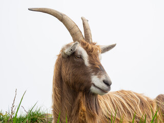 Female wild goat grazing in the meadows of the Italian Alps. Natural mountain environment