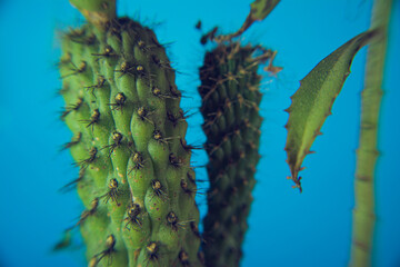 cactus close up