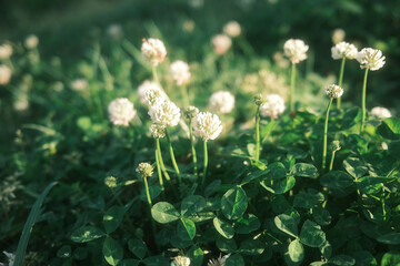 夕陽に照らされたシロツメクサの花