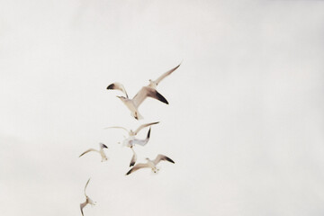 An array of gulls in the sky