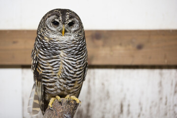 アカアシモリフクロウ