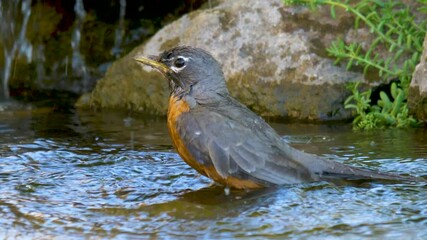 An American robin splashing and playing in the water on a hot day - slow motion