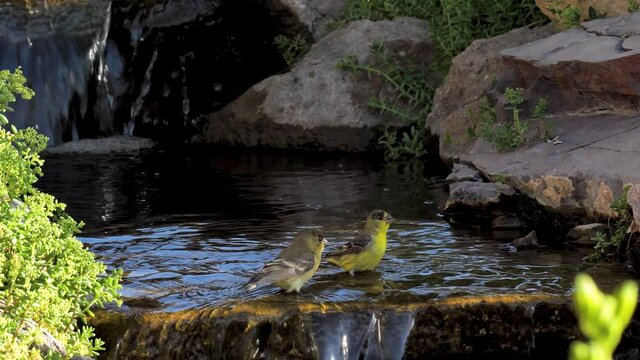 A pair of lesser goldfinches drinking from a babbling brook