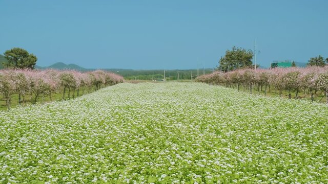 Fields full of buckwheat flowers and trees with beautiful flowers.
