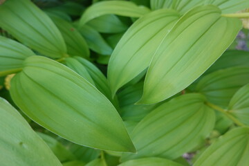 Fototapeta premium The background of False solomon's seal leaves