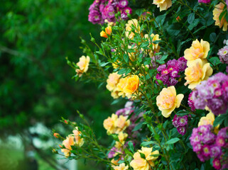 バラ園の満開の薔薇の花