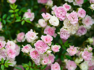 Fototapeta na wymiar バラ園の満開のミニ薔薇の花