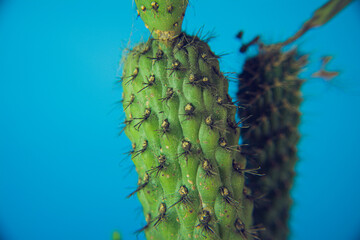 Naklejka premium cactus