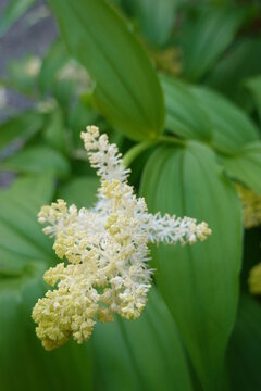 Maianthemum racemosum, the treacleberry, feathery false lily of the valley, false Solomon's seal, Solomon's plume or false spikenard