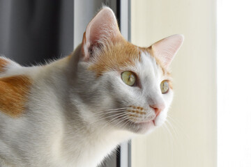 Ginger and white cat looking out the window.