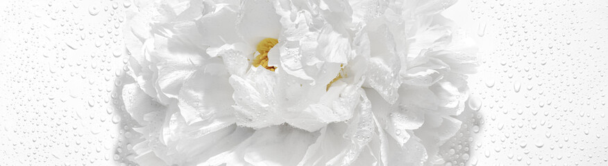 Fresh white peony flower with water droplet © Lily