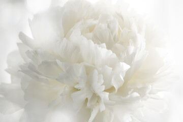 White peony flower - obrazy, fototapety, plakaty