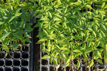 Naklejka premium Fines herbes botany plant leaf detail