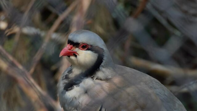 Birds. Chukar with beautiful plumage looks around in the aviary. Close-up.