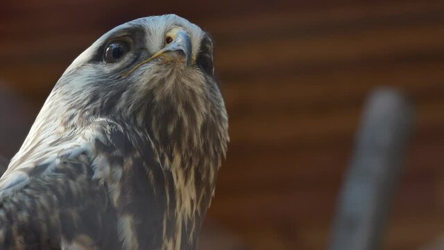 Birds. Northern Goshawk, head close-up. Novosibirsk Zoo.