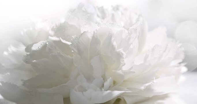 Closeup on fresh white peony flower