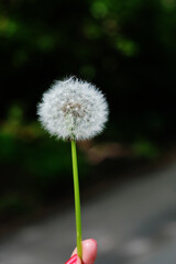 Taraxacum erythrospermum or fluffy dandelion
