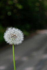 Taraxacum erythrospermum or fluffy dandelion