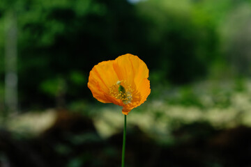 Fototapeta premium Yellow flower