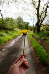 Fototapeta premium Taraxacum laevigatum, the rock dandelion or red-seeded dandelion