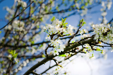 flowering plum branches against a sunny blue sky