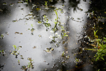 Reflection of trees in the water