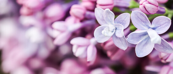 Naklejka na ściany i meble Abstract floral background, blooming branch, purple terry Lilac flower petals. Macro flowers backdrop for holiday brand design. Soft focus