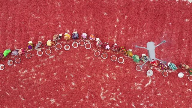 Sariakandi, Bangladesh - 02 April 2019: Aerial view of a line of women collecting red chilli in a field in Rajshahi state, Bangladesh.