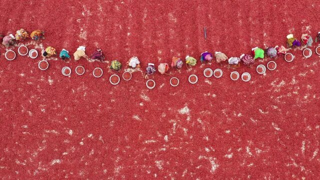 Sariakandi, Bangladesh - 02 April 2019: Aerial view of a line of women collecting red chilli in a field in Rajshahi state, Bangladesh.