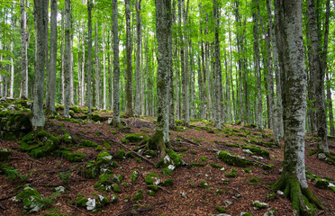 early morning in the spring forest