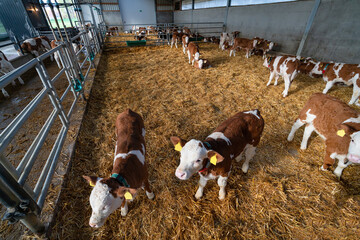 Rindfleischerzeugung - Fleckviehkälber in einem Fresseraufzuchtbetrieb, landwirtschaftliches Symbolfoto. © Countrypixel